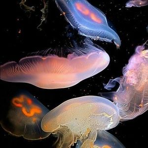 Meet your Posher, Adrienne🍇